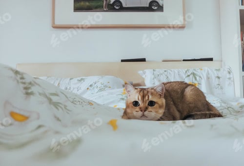 Preview: Relaxed Cat Lounging on Floral Bedding at Home