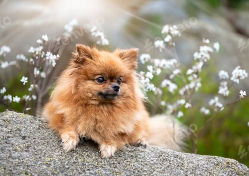 Preview: pomeranian in nature