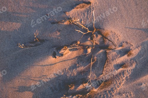 Preview: Beautiful details on the sand surface on sunset, Baltic Sea, Lithuania