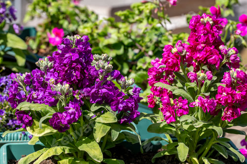 Preview: Purple flower in the garden. Scientific name; Matthiola incana