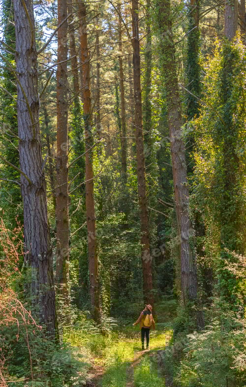 Preview: A young adventurer with a hat in the forest pines, hiker lifestyle concept