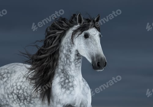 Preview: Gray long-maned Andalusian Horse