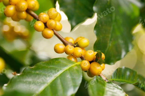 Preview: Coffee beans ripening on tree in North of thailand
