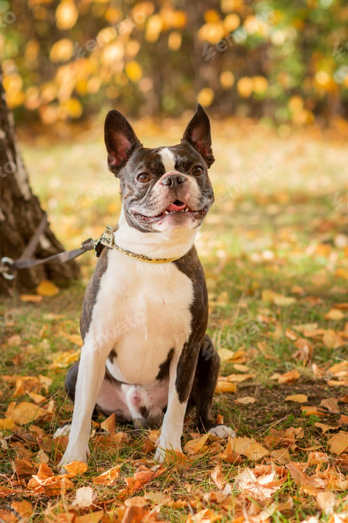 Preview: Boston terrier dog outside. Dog in beautiful red and yellow park in autumn