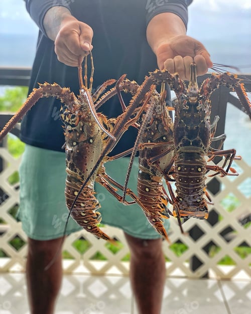 Preview: Diverse fisherman holds 3 spiny lobsters he caught while free diving 30 feet deep off shore