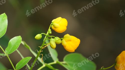 Preview: Closeup shot of blooming yellow alexandrian senna flowers