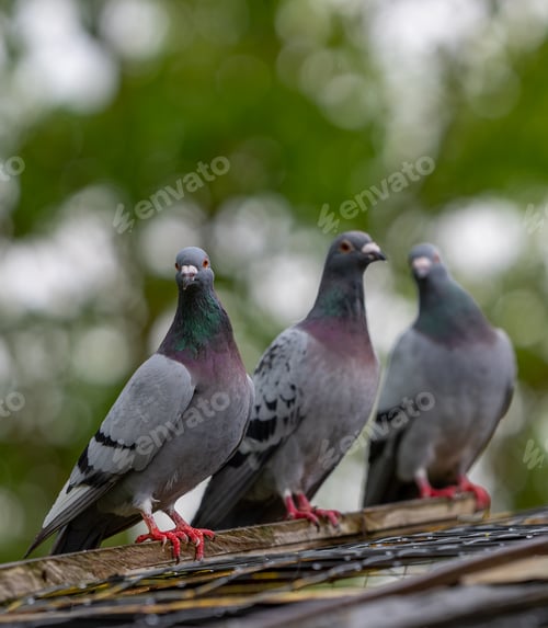 Preview: three birds perched on the edge of a roof and one bird has pink legs