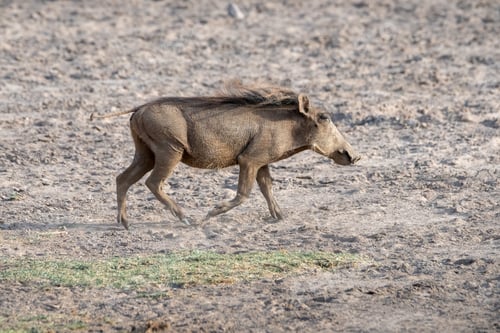 Preview: Scenic view of a warthog running around in safari Kenya