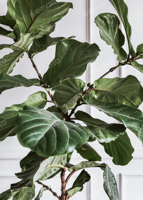 Preview: Fiddle leaf fig plant