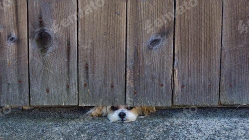 Preview: Cute little puppy lookin' under the fence! tonythetigersson, Tony Andrews Photography