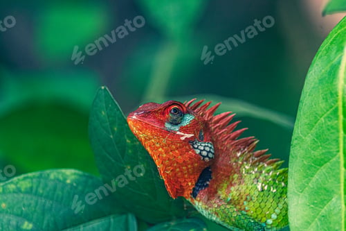 Preview: Lizard perched on leaf next to tree branch