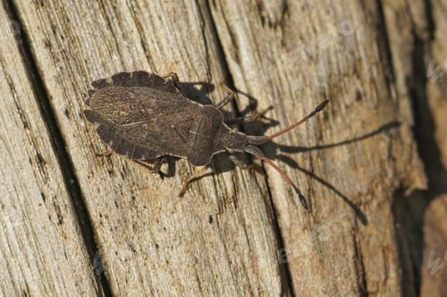 Preview: Boat bug (Enoplops scapha) sunbathing on a wooden pole