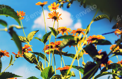 Preview: Flowers