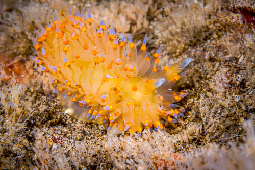 Preview: Colorful nudibranch in California