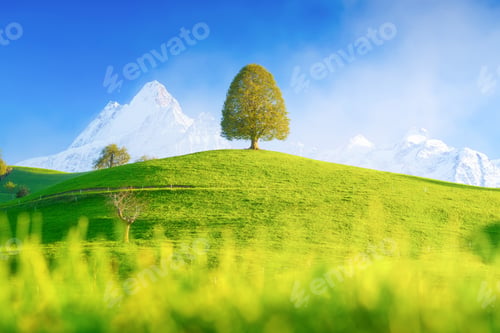 Preview: A field with a lone tree and high mountains in the background. Landscape in the daytime.