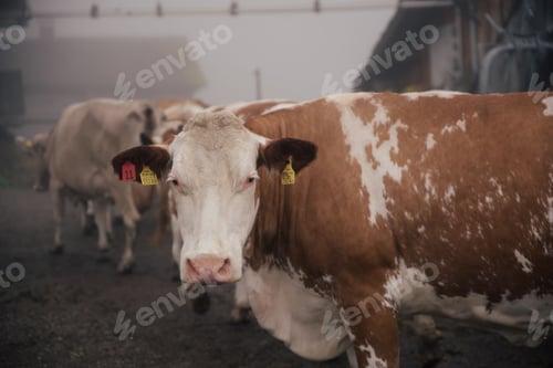 Preview: Closeup shot of beautiful cows in the farm in Austria
