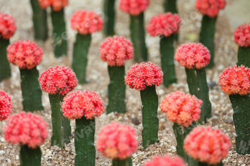 Preview: Cactus