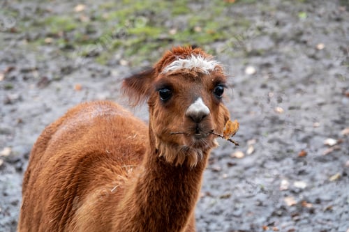 Preview: Adorable Brown Alpaca With Leaf In Mouth Standing Outdoors On Muddy Farm Path