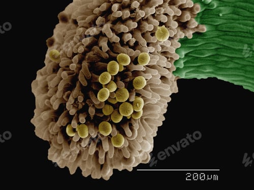 Preview: Coloured SEM of anther of Hellborus sp