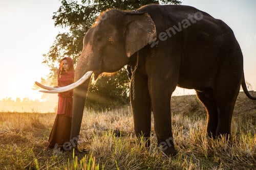 Preview: Elephant and woman in Thailand