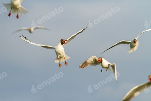 Preview: Flock of black-headed gulls flying in the air in summertime nature