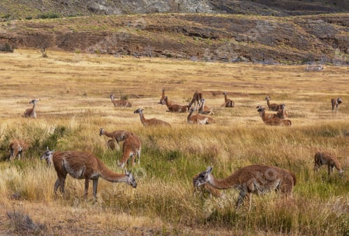 Preview: Guanaco