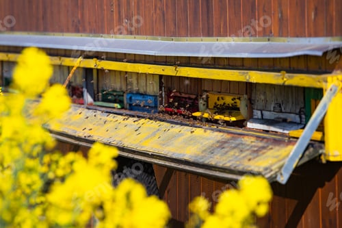 Preview: Beehive boxes for beekeeping and honey collecting in blooming canola field