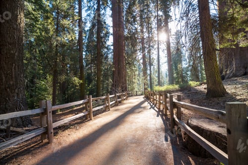 Preview: Boardwalk in the forest