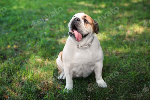 Preview: Funny English bulldog on green grass in park