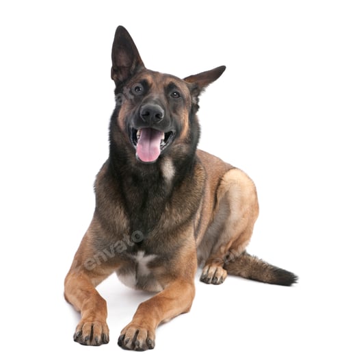 Preview: Belgian Shepherd Dog (Malinois) (2 years old)