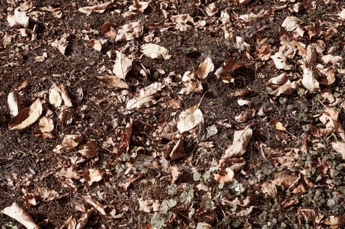 Preview: Colorful autumn fallen leaves on brown forest soil background. Dry autumn leaves orange and brown