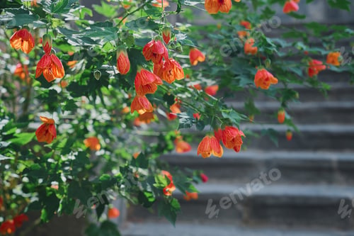 Preview: Flowering bushes on the background, selective focus.