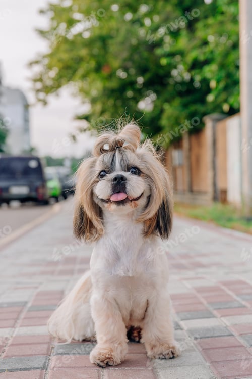 Preview: Cute funny shih tzu breed dog outdoors. Dog grooming. Funny dog at the city