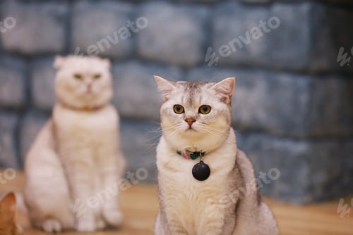 Preview: Portrait a cute cat