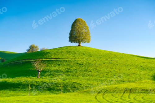 Preview: Nature. Tree on top of the hill. Landscape before sunset. Fields and pastures.