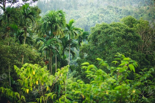 Preview: The Green Jungle Of Thailand - Hillsides And Palm Trees