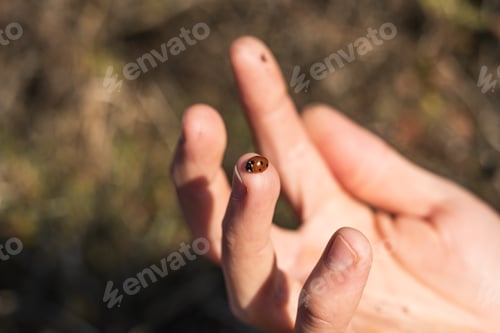 Preview: Ladybug sits on a man's hand. Ladybird crawls on a mans hand. A man holds a beetle in his hand