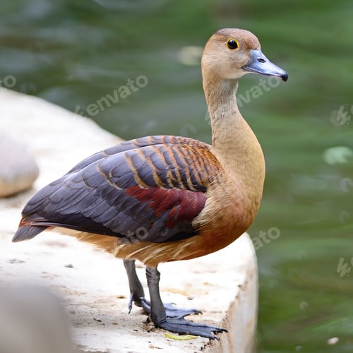 Preview: Lesser Whistling-Duck