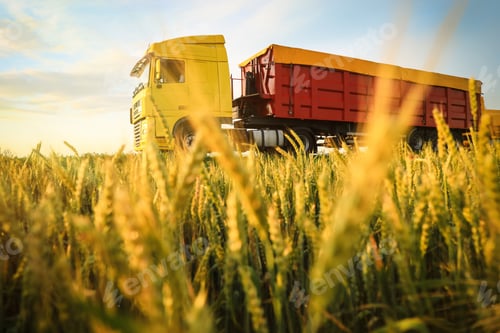 Preview: Modern bright truck on road near wheat field