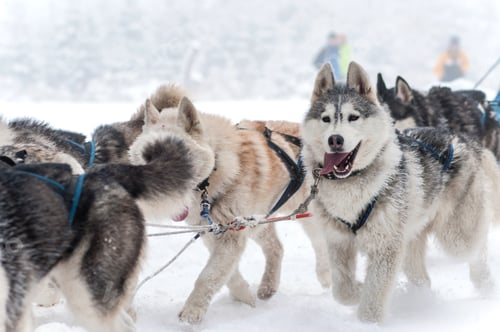 Vista previa: Dog sled with husky dogs