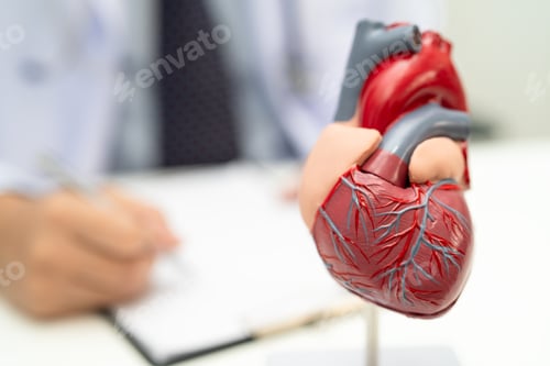 Preview: Cardiovascular disease CVD, Asian doctor holding human anatomy