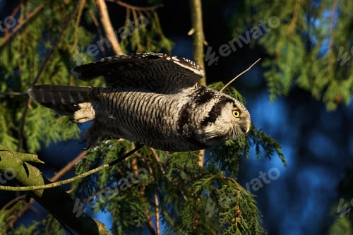 Preview: Northern hawk owl (Surnia ulula)
