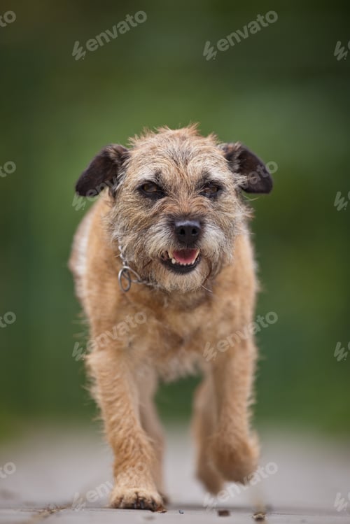 Preview: Border Terrier