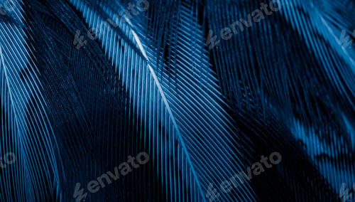 Preview: blue pheasant feathers with dark stripes. background