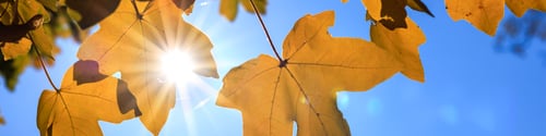 Preview: Universal Linkedin banner with autumn leaves for people of any profession