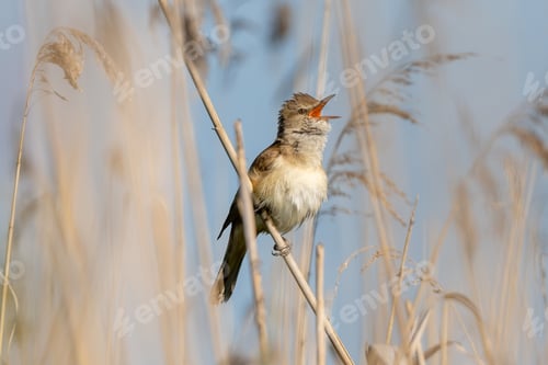 Preview: Great Reed Warbler