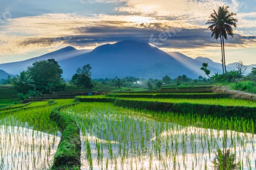 Preview: Beautiful morning view indonesia panorama landscape paddy fields