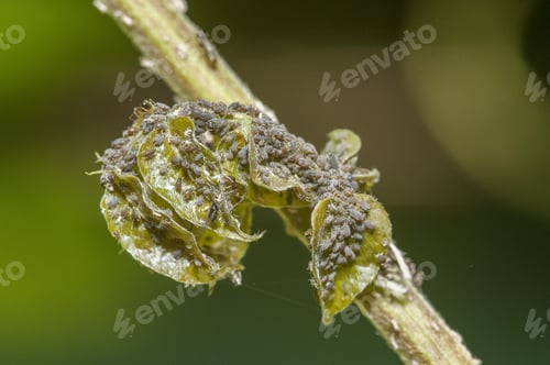 Preview: Selective focus shot of Brevicoryne brassicae
