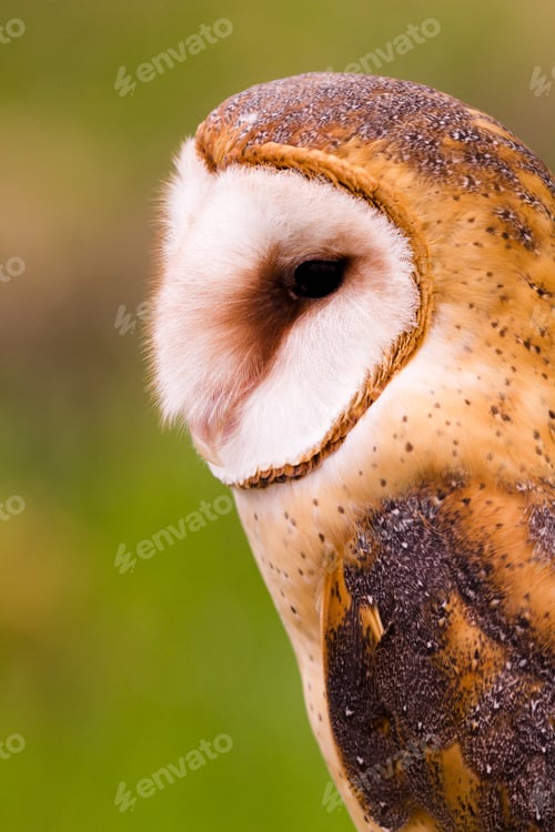 Preview: Barn owl