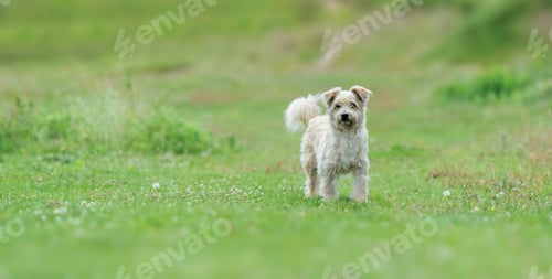 Preview: White dog in grass